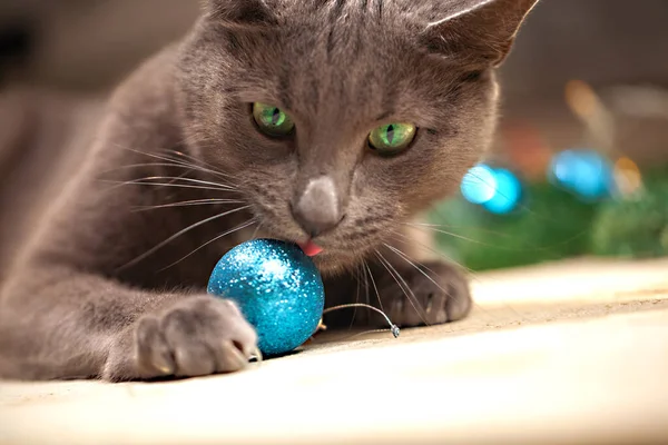 Kedi Noel Süslerinde Yatar Hediyeler Köknar Ağacı Noel — Stok fotoğraf