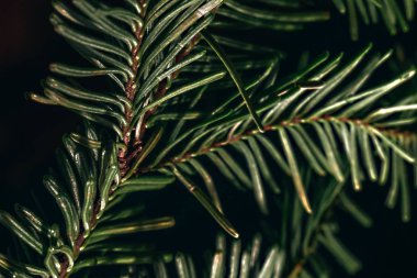 Siyah bir arkaplanda kozalaklı dal yakın plan