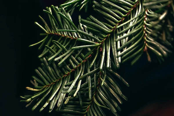 Coniferous Branch Close Black Background — 스톡 사진