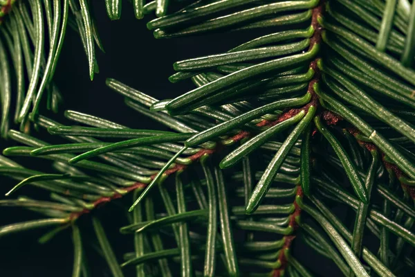 Coniferous Branch Close Black Background — 스톡 사진