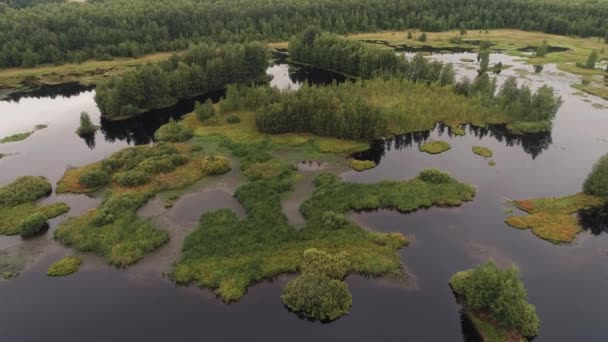 Survoler Lac Entouré Forêts — Video