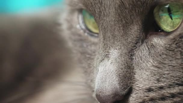 Fotografia Perto Dos Olhos Nariz Gato Macrofotografia Gato Está Deitado — Vídeo de Stock