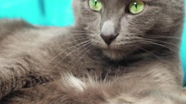 Gri kedi kanepede kendini yalıyor, yakın plan.