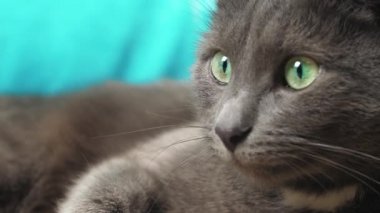 Gri kedi kafaya yakın çekim için ileriye bakıyor. Yakından çekilen yakın çekim yakın çekim için ileri bakıyor.