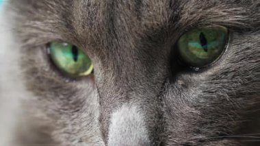Kedinin göz ve burnunun yakın plan fotoğrafı, makro fotoğraf, kedi kanepede yatıyor.