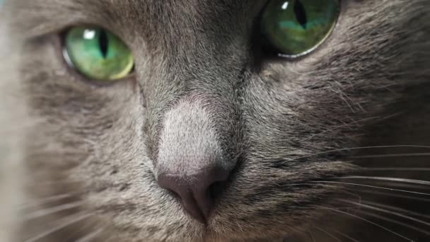 Nahaufnahme Der Augen Und Nase Der Katze Makrofotografie Die Katze — Stockvideo