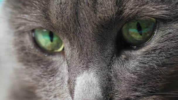 Gros plan sur les yeux et le nez du chat, macro photographie, le chat est couché sur le canapé 