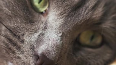 Kedinin göz ve burnunun yakın plan fotoğrafı, makro fotoğraf, kedi kanepede yatıyor.