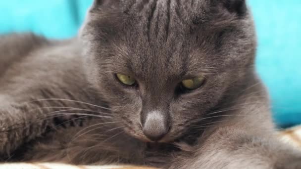 灰色の猫は自分自身を舐めるソファの上に横たわって クローズアップ — ストック動画