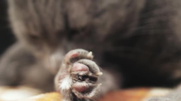 Chat gris se lèche couché sur le canapé, gros plan 