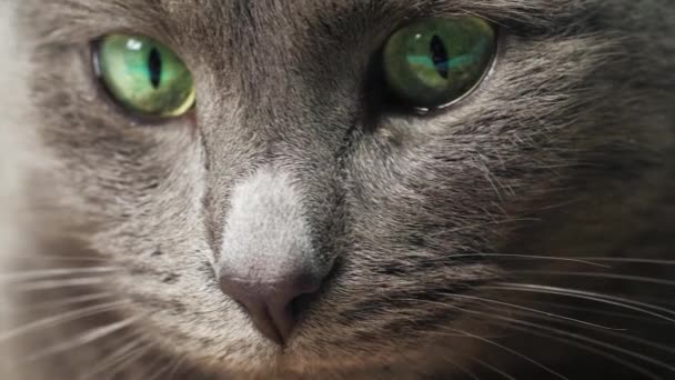 Κοντινές Φωτογραφίες Των Ματιών Και Της Μύτης Της Γάτας Μακροφωτογραφίες — Αρχείο Βίντεο