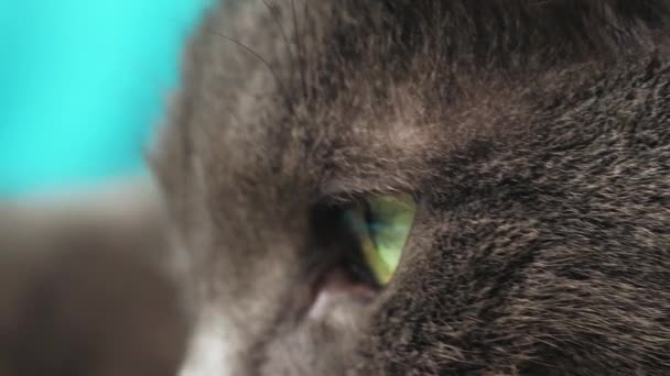 Gros plan sur les yeux et le nez du chat, macro photographie, le chat est couché sur le canapé 