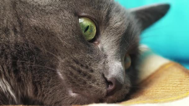 猫的眼睛和鼻子的特写摄影 宏观摄影 猫躺在沙发上 — 图库视频影像