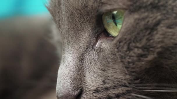 Gros plan sur les yeux et le nez du chat, macro photographie, le chat est couché sur le canapé 