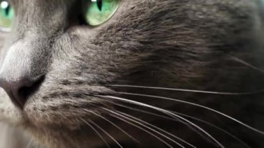 Kedinin göz ve burnunun yakın plan fotoğrafı, makro fotoğraf, kedi kanepede yatıyor.