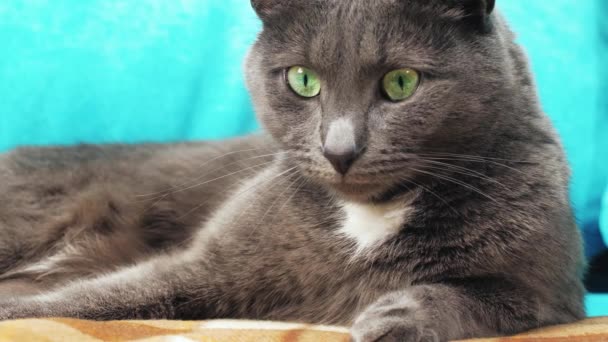 Een Grijze Kat Met Groene Ogen Ligt Bank Kijkt Naar — Stockvideo