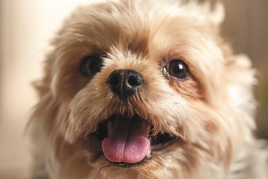 Bir Yorkshire Teriyeri laminatta bir evin zemininde oturur ve kameraya bakar.