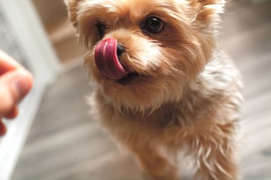 Bir Yorkshire Teriyeri laminatta bir evin zemininde oturur ve kameraya bakar.