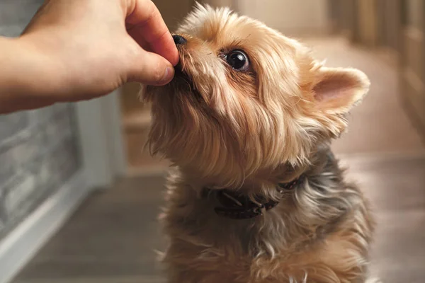 A Yorkshire Terrier sits on the floor of a house on laminate and looks at the camera