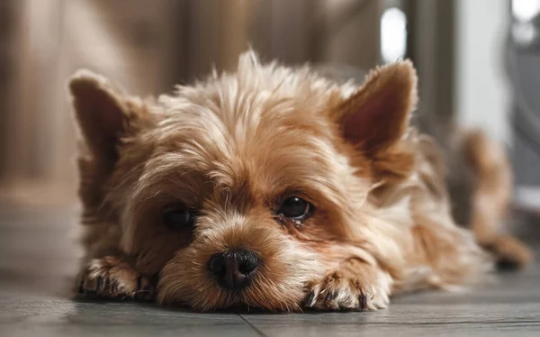 Gri bir lamine üzerinde yatan üzgün köpek.