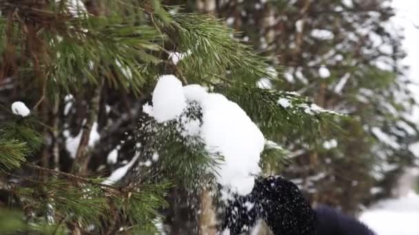 Main Une Femme Secoue Une Branche Neige Dans Forêt — Video