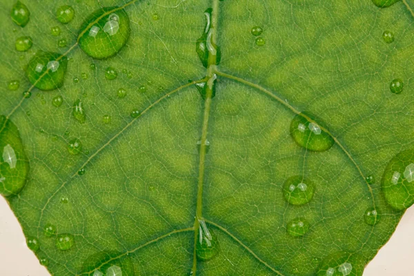 Gotas Água Uma Folha Verde — Fotografia de Stock