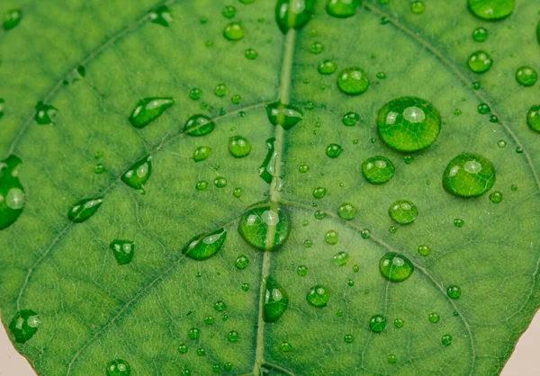Gotas Agua Sobre Una Hoja Verde — Foto de Stock