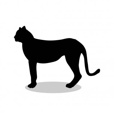 Cheetah yaban kedisi siyah siluet hayvan
