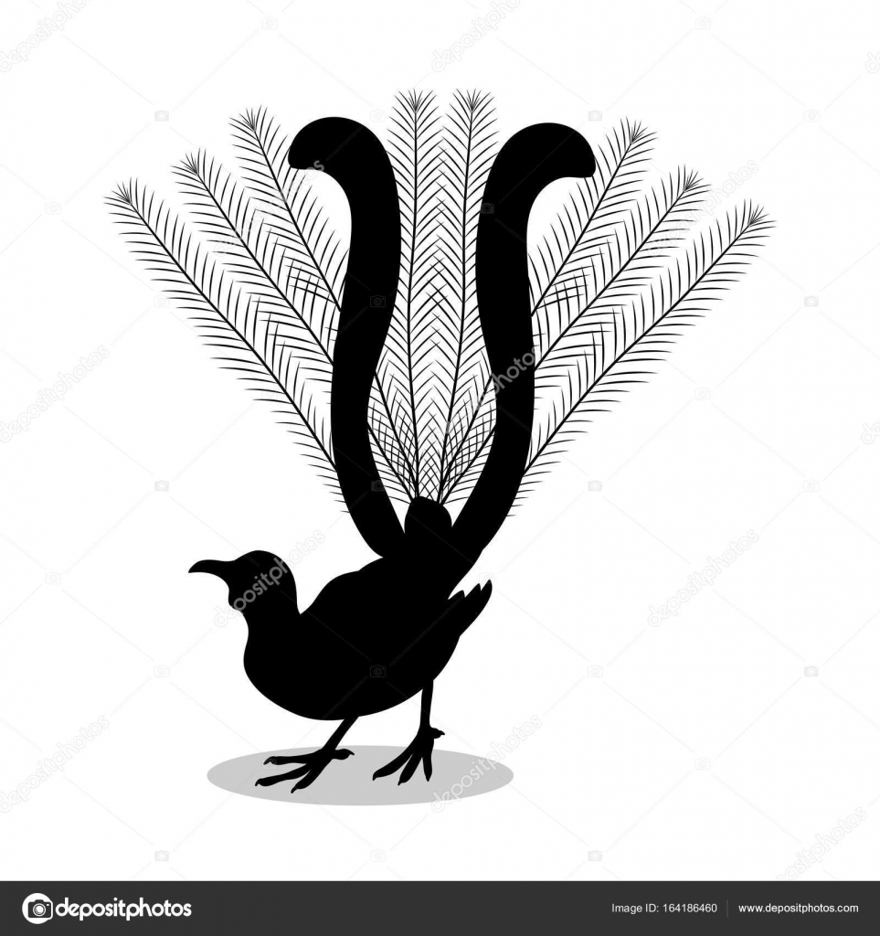 Animal De Silhouette Noir Oiseau Oiseau Lyre Image