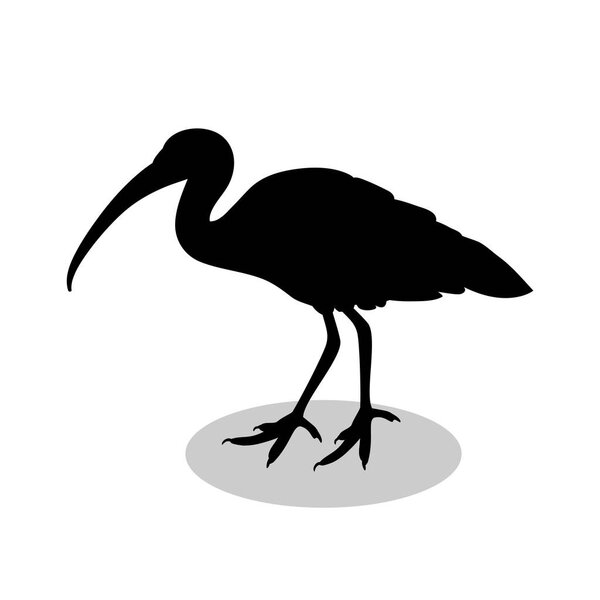 Ibis bird  black silhouette animal