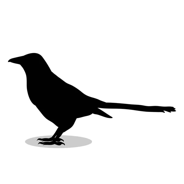 Elster Vogel schwarze Silhouette Tier — Stockvektor