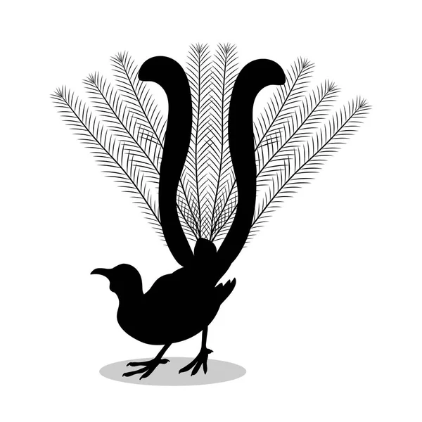 Lyrebird oiseau noir silhouette animal — Image vectorielle