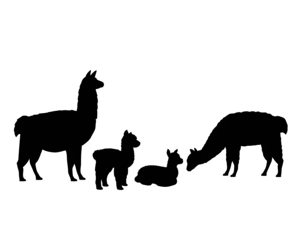 Alpaca Lama ailesi. Hayvan siluetleri