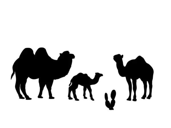 Família de camelos. Silhuetas de animais — Vetor de Stock