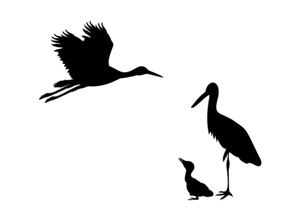 Famiglia di cicogne. Silhouette di uccelli — Vettoriale Stock