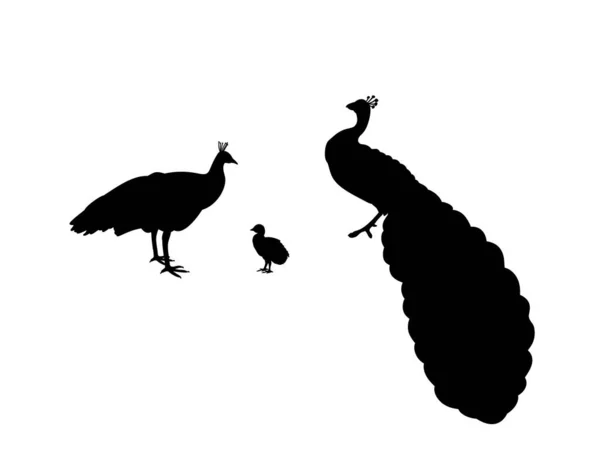 Famille Peacock. Silhouettes d'animaux — Image vectorielle