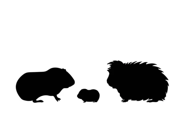 Guinea pig family. Silhouettes of pet animals — Stock Vector