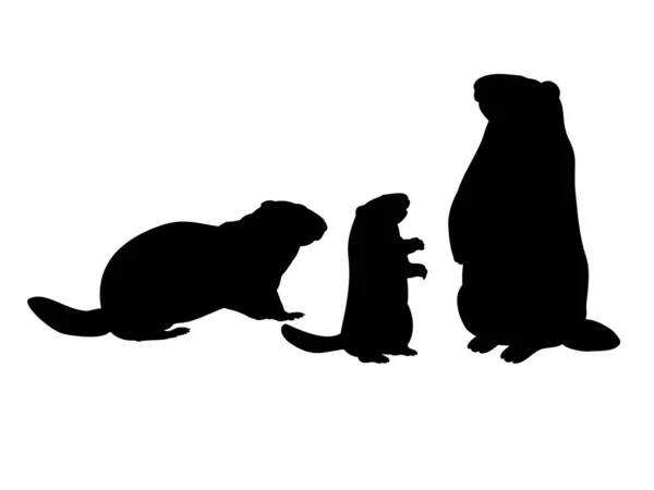 Dağ sıçanı ailesi. Hayvanlar için siluetler