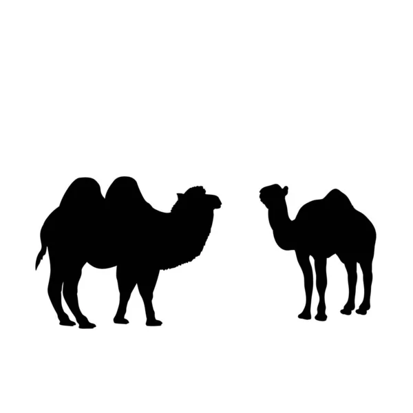 Silueta de dos camellos. La familia de los camellos . — Archivo Imágenes Vectoriales