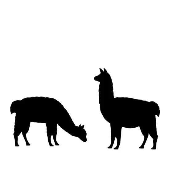 Silhueta de duas lhamas de alpaca. Família Alpaca Llama . —  Vetores de Stock