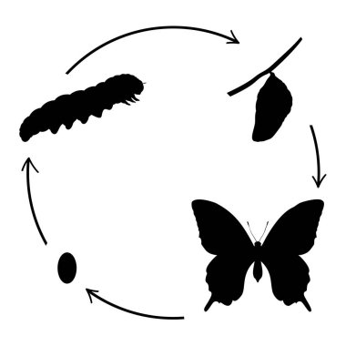 Kelebek doğumu. Siluetler, kelebek tırtıl ve kozalar.