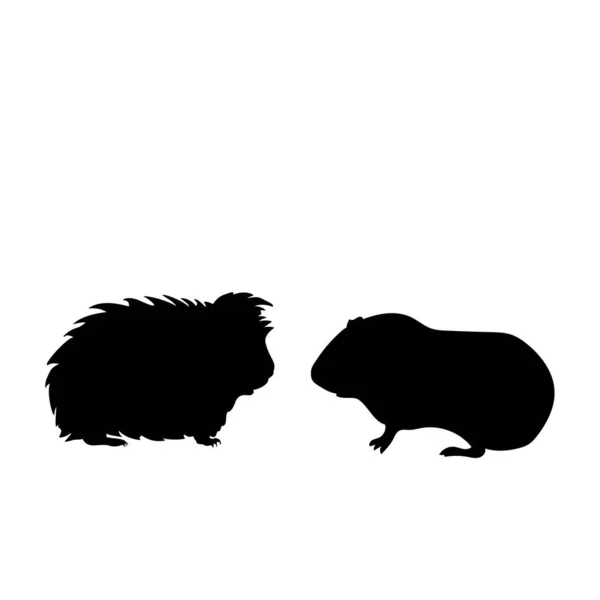 Silhouette of two Guinea pig. Pet animals — Stock Vector