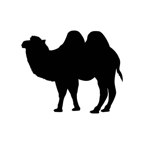 Silhouette di cammello. Fauna selvatica del deserto animale . — Vettoriale Stock