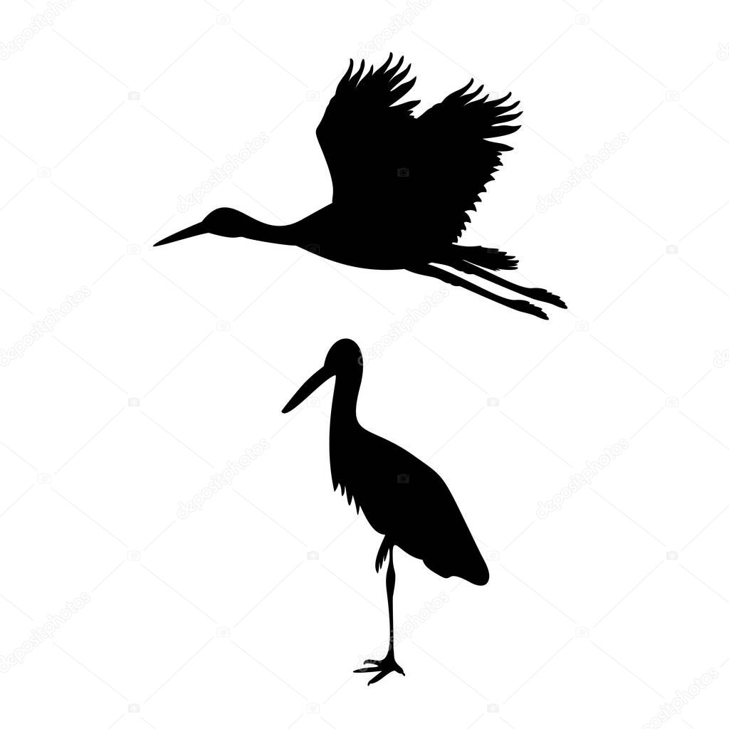 Silhouette of two storks. Animal birds.