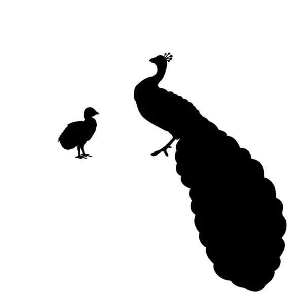 クジャクと羽のシルエット ストックベクター C Dr Pas