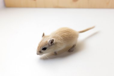 Fare - şirin evde beslenen hayvan