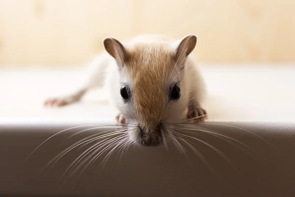 Gerbil - simpatico animale domestico — Foto Stock