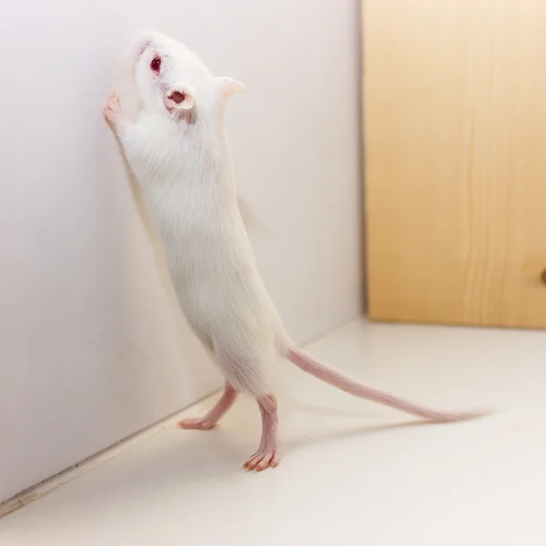 Gerbil - animal de estimação bonito — Fotografia de Stock