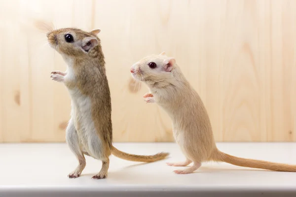 Gerbil - animal de estimação bonito — Fotografia de Stock