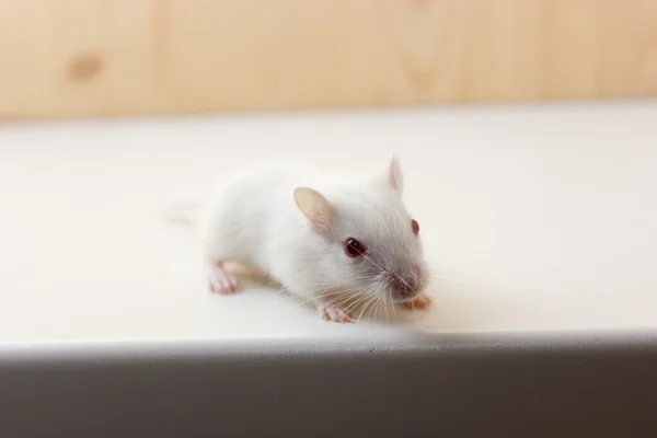 Gerbil - linda mascota —  Fotos de Stock